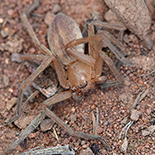Eusparassus borakalalo